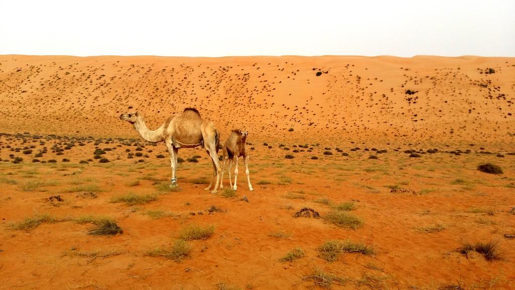 Silent Dunes Camp Ḩawīyah エクステリア 写真